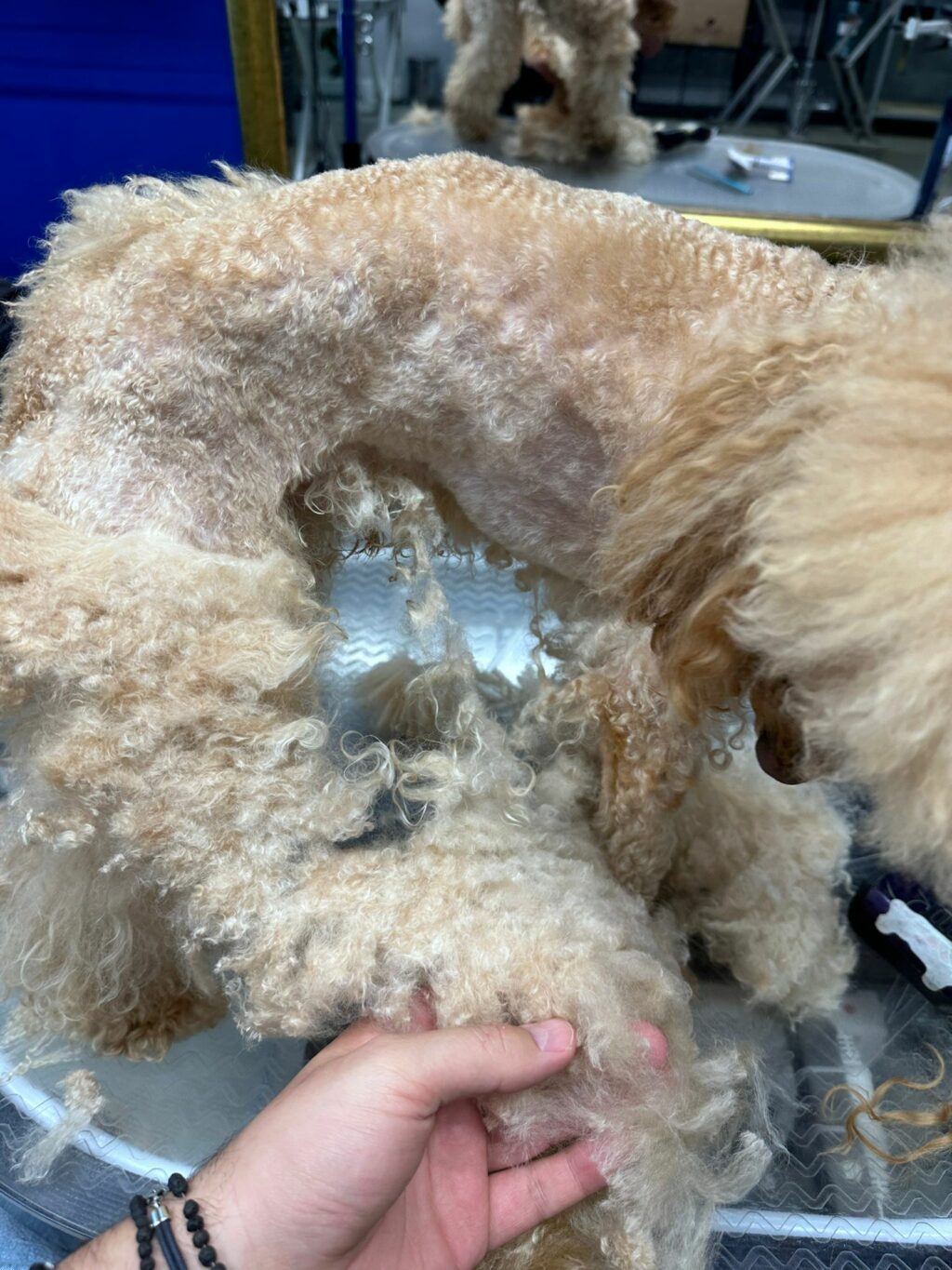 Filce u psa rasy: Pudel Miniatura
