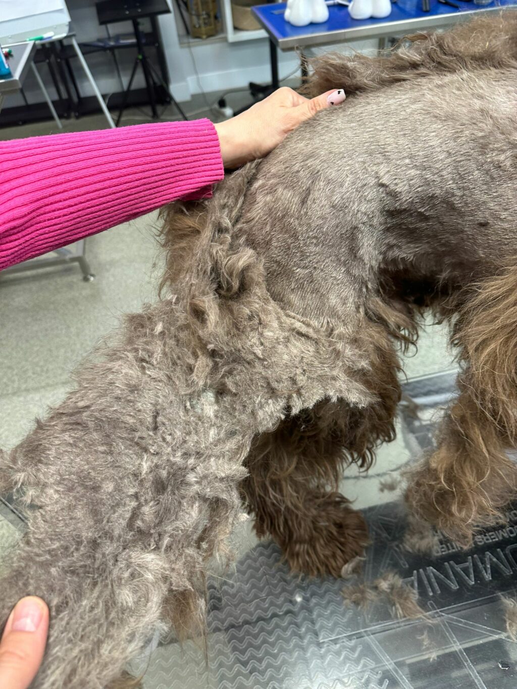 Kołtuny u psa rasy: Barbet
