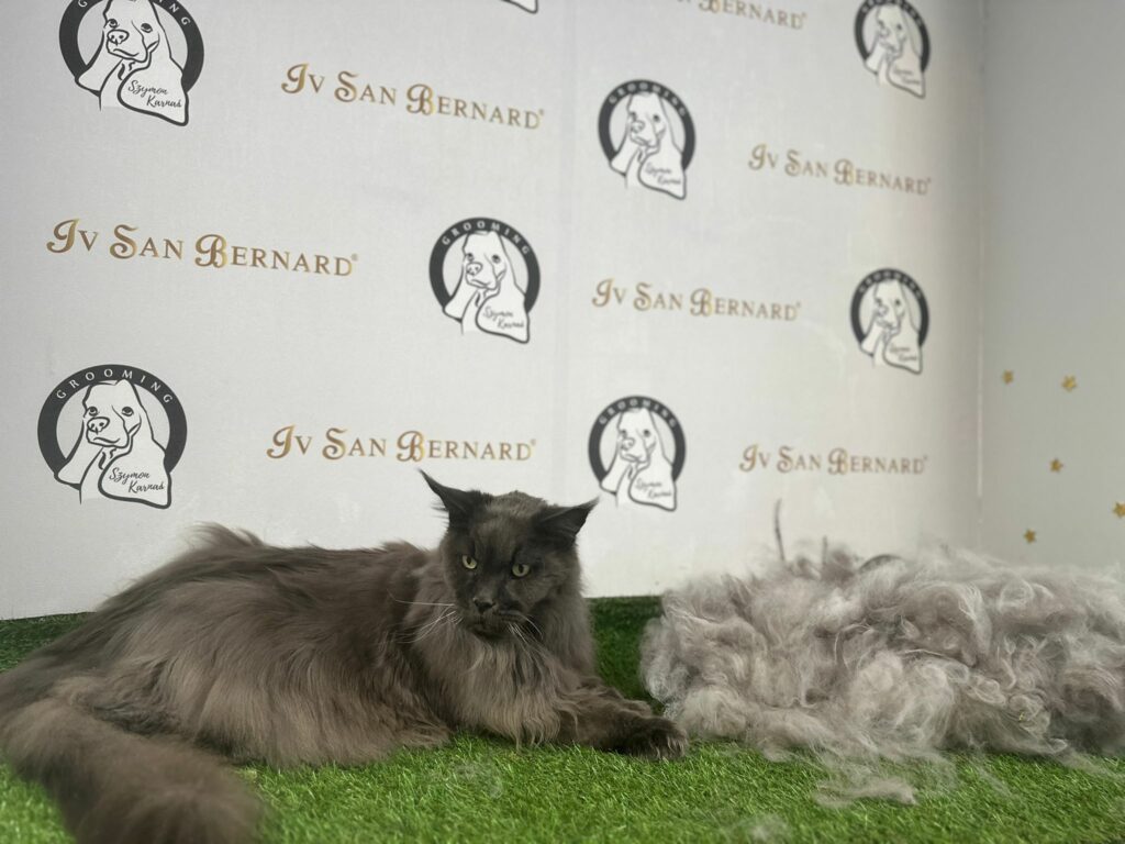 Wyczesane kołtuny u kota rasy: Maine Coon