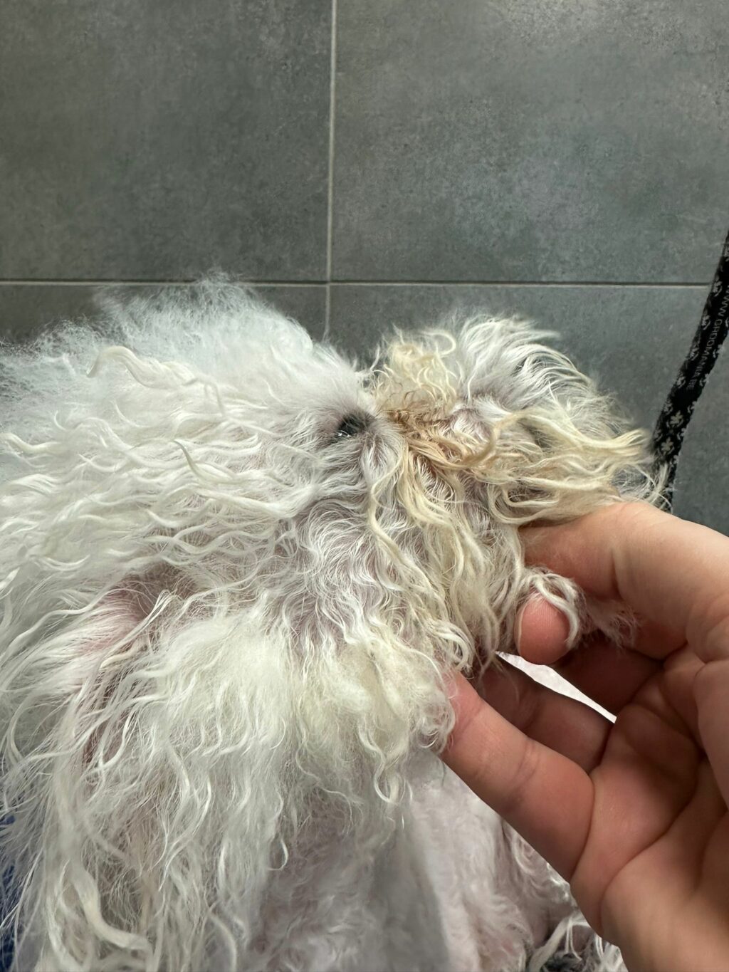 Kołtuny u psa rasy: Bichon Frise